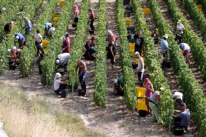 Recolectores de uva, en un viñedo de la región de Champagne en agosto de 2018.