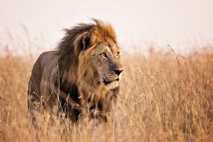 <p>Madrugador nato, el rey de la selva aprovecha el momento en el que sus presas todavía están adormiladas para salir al acecho y buscar su desayuno. Su patrón se relaciona con el de esas personas que, nada más abrir sus ojos, reciben un torrente de energía que les prepara para afrontar cualquier quehacer con inusitado poder resolutivo. "<strong>Son personas con un cronotipo matutino, con un ritmo que les conduce a despertarse temprano de forma natural</strong>, con el ímpetu necesario para iniciar la jornada", sostiene Francisco Segarra, de la Clínica del Sueño Estivill.</p> <p>Breus propone aprovechar ese 'chute' natural y programar las actividades de mayor desgaste a las primeras horas. Invita a reservar espacio para el sexo antes de comenzar la jornada atendiendo los altos niveles de deseo presumibles en la personalidad del león. En la oficina, aconseja abordar los asuntos más acuciantes antes de la media mañana y, para vencer el lógico desgaste que llega a la hora de comer por llevar ya tantas horas activo, sugiere una comida no demasiado copiosa y rica en proteínas. Al contrario que otras personas, los leones deberán hacer deporte después del trabajo, para aprovechar el <em>sprint</em> final. Y para poder seguir con la pauta, <strong>Breus desaconseja acostarse más tarde de las diez y media de la noche</strong>, contando con que el reloj biológico difícilmente sonará al día siguiente más tarde de las siete de la mañana.</p>