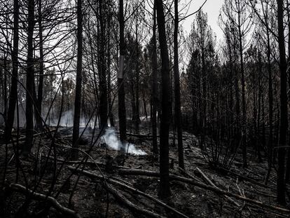 Rescoldos humeantes en una zona forestal del Concejo de Valdés, uno de los mas afectados por la ola de incendios de la semana pasada en Asturias, el pasado día 5.