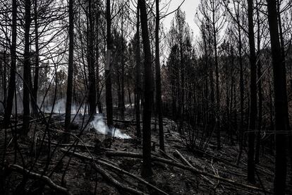 Rescoldos humeantes en una zona forestal del Concejo de Valdés, uno de los mas afectados por la ola de incendios de la semana pasada en Asturias, el pasado día 5.