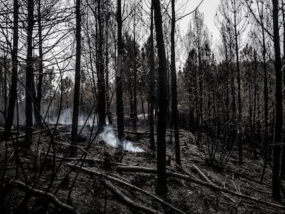 Rescoldos humeantes en una zona forestal del Concejo de Valdés, uno de los mas afectados por la ola de incendios de la semana pasada en Asturias, el pasado día 5.