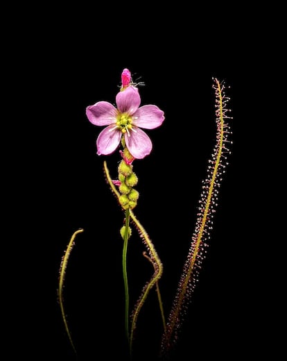 Drosera filiformis (Drosera).