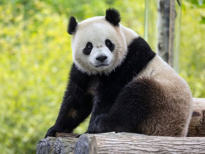 El panda 'Bao Li' en su hábitat en Wolong (China), el 16 de mayo.