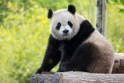 Washington Zoo panda