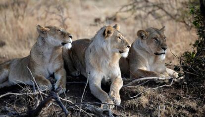 Un grupo de leones descansa en el Masai Mara (Kenia). 