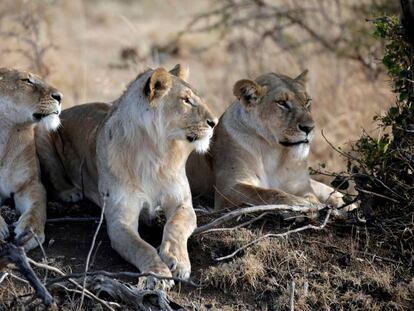 Un grupo de leones descansa en el Masai Mara (Kenia). 