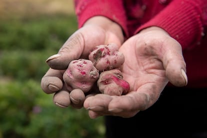 Hortensia sostiene en sus manos tres papas chiwila, una especie nativa.