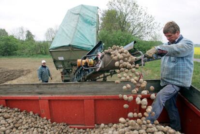 Un agricultor descarga patatas Amflora en Mecklenburg.