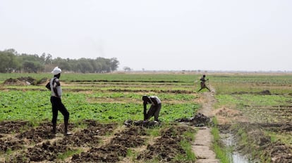 Dos agricultores cuidan de sus campos en las afueras de Yamena (Chad).
