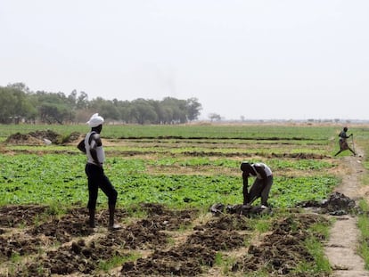 Dos agricultores cuidan de sus campos en las afueras de Yamena (Chad).