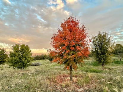 Un arce de Montpellier (Acer monspessulanum) en un campo en Valdebebas.