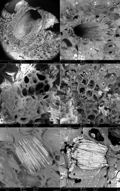 A la izquierda, vista al microscopio de muestras actuales de 'Hypoxis' chamuscadas intencionadamente y, a la derecha, las de hace 170.000 años.