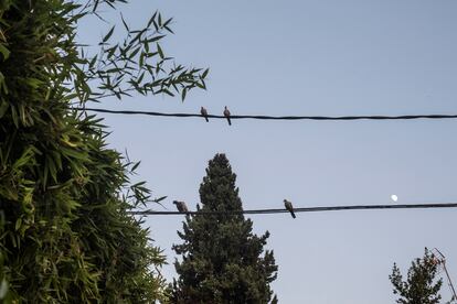 Varios pájaros descansan en unos cables de la colonia San Vicente.