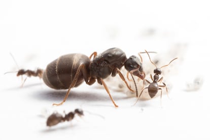 Una reina de la hormiga negra de jardín con obreras y crías.