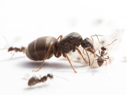 Una reina de la hormiga negra de jardín con obreras y crías.