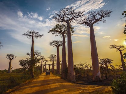 La avenida de los Baobabs, cerca de la ciudad costera de Morondava (Madagascar).