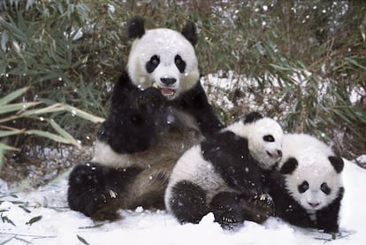 Dos cachorros de panda gigante (provincia de Sichuan, China) juegan junto a su madre mientras cae una ligera nevada. Normalmente las osas dan a luz un solo cachorro, de modo que el nacimiento de gemelos es vista como positiva para esta especie en vías de desaparición. "A pesar de que son protagonistas de películas, la gran fauna salvaje del planeta ha disminuido a la mitad en los últimos 40 años", señala el naturalista Joaquín Araújo.