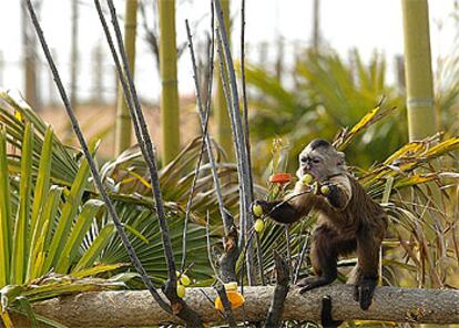 El mono capuchino, única especie de primate representada en el parque Senda Viva, come frutos como mangos, fresas y uvas.