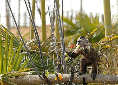 El mono capuchino, única especie de primate representada en el parque Senda Viva, come frutos como mangos, fresas y uvas.