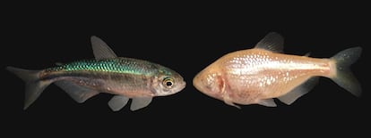 Tetras mexicanos