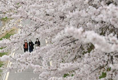 Varias personas pasean bajo los cerezos en flor en un parque de Seúl (Corea del Sur).