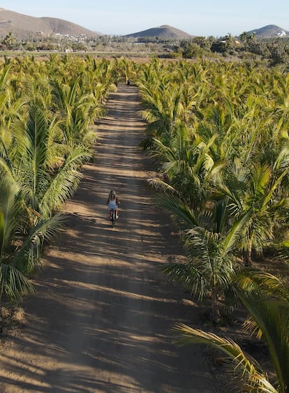 El palmeral de más de 1.100 cocoteros que plantaron durante la pandemia.