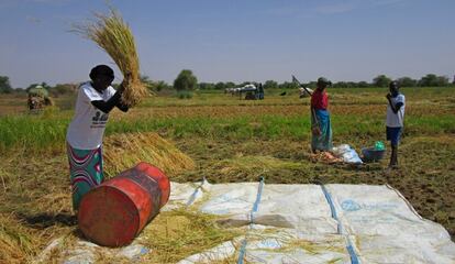 Una campesina separa el arroz de la espiga en la Isla A Morphil, Senegal.