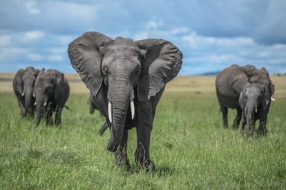 Elefantes en la Reserva Nacional de Masai Mara, ubicada al suroeste de Kenia, en la región del Serengueti, en mayo de 2025.