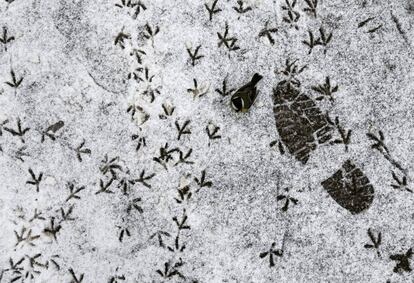 Un pájaro entre las huellas dejadas en la nieve en Almaty (Kazajistán), el 12 de enero 2016.