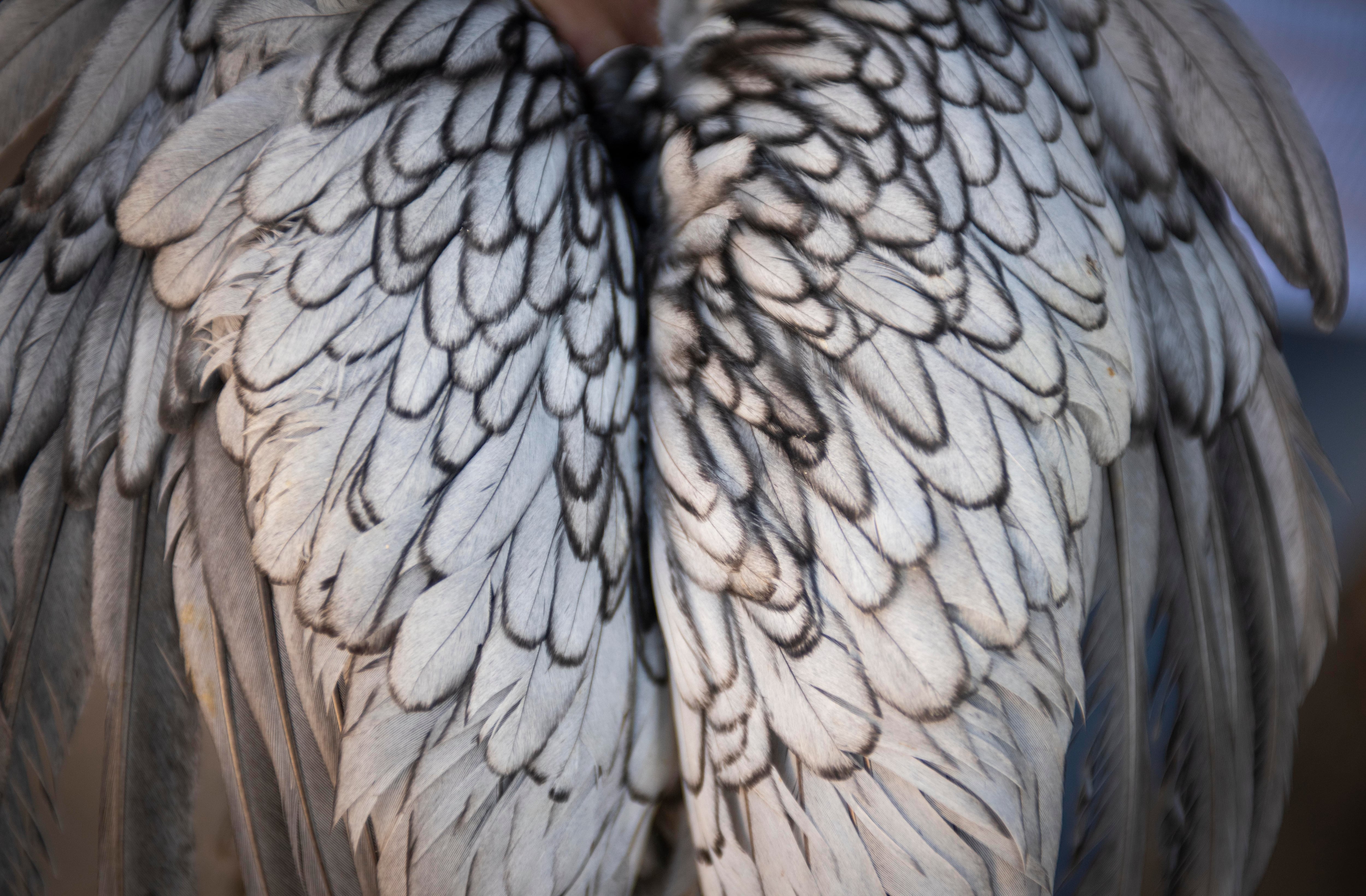 Detalle del plumaje de una gallina andaluza azul.