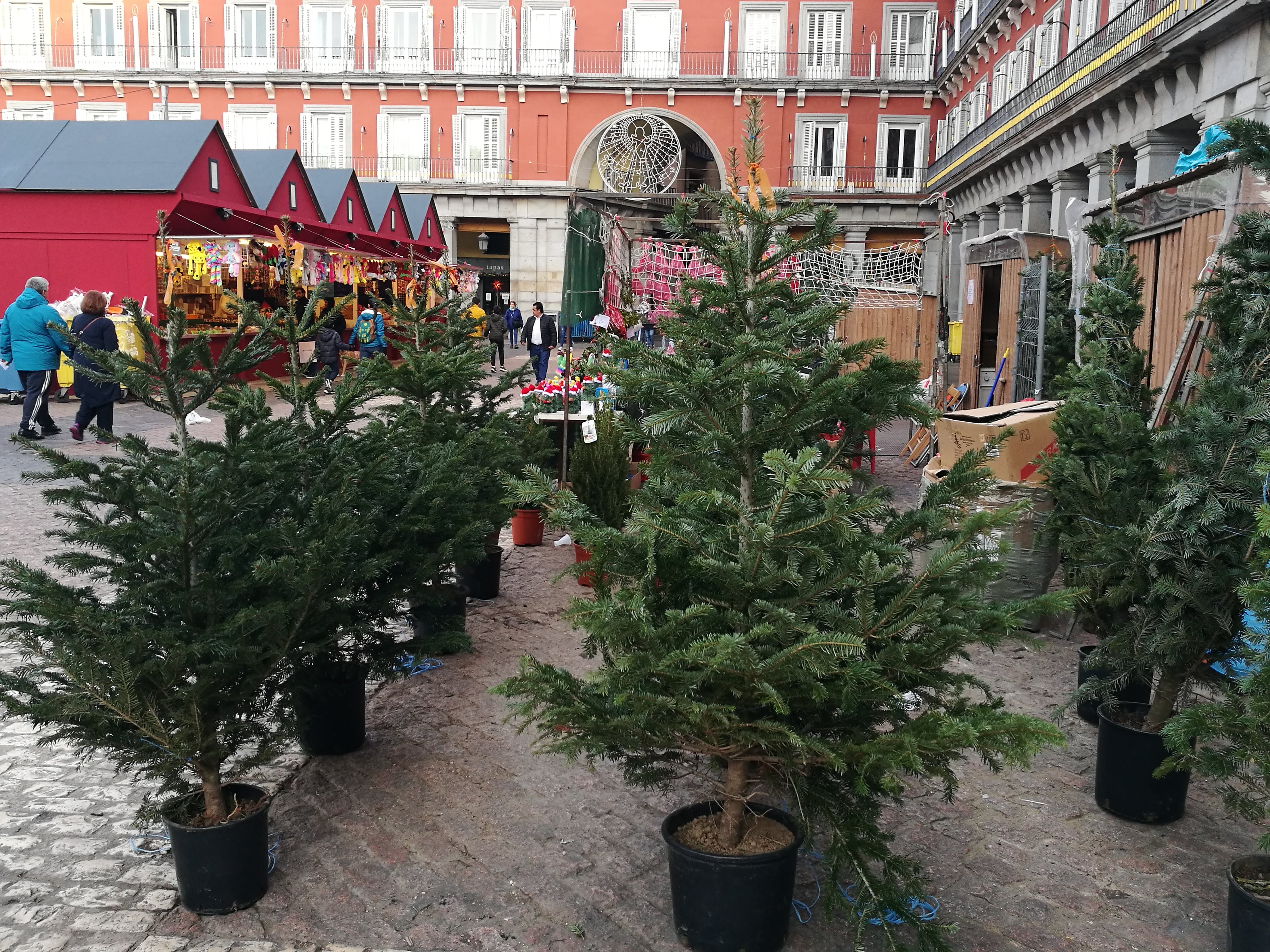 La segunda vida de los árboles de Navidad en el Madrid de Almeida: apenas sobrevive un centenar