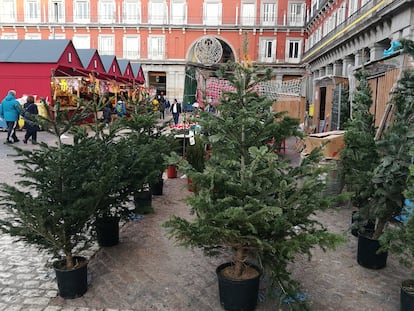 Abetos en venta en la Plaza Mayor, en Madrid, durante la Navidad de 2023.