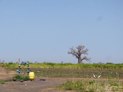 En la imagen, la instalación de una unidad de control del sistema de riego gota a gota con depósito para suministro de fertilizantes en la granja agropastoral de Aga Babou. "Senegal tiene un fuerte potencial en la agricultura. Bajo la tierra hay suficiente agua dulce para irrigar la producción agrícola en superficie y obtener agua potable para el consumo de la población. Su explotación puede cambiar por completo el escenario productivo en el país", apunta Rafael H. García, coordinador general de la oficina de la Aecid en Senegal.