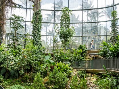 El interior del Tropicario, invernadero en el Jardín Botánico de Bogotá José Celestino Mutis.