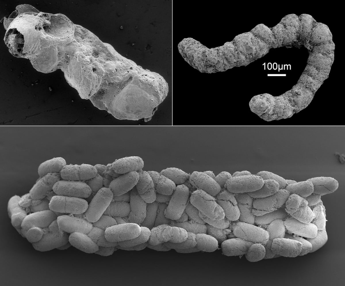 La revolución fecal del Cámbrico: cacas de hace millones de años revelan su importancia en la mayor explosión de vida de la Tierra