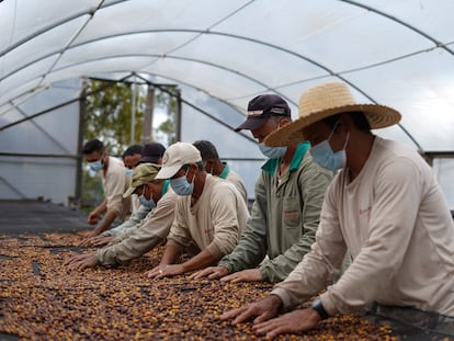 Productores trabajan con semillas de café, en Brasil.