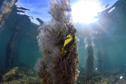 Un hipocampo en una 'Pennaria disticha' en el Mar Menor.