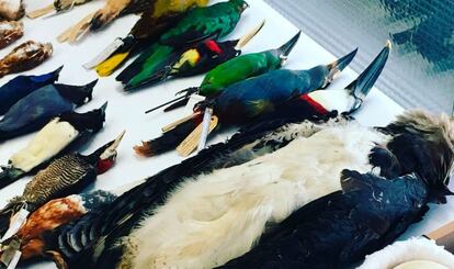Diversidad biológica de aves en la Biblioteca de la Vida.