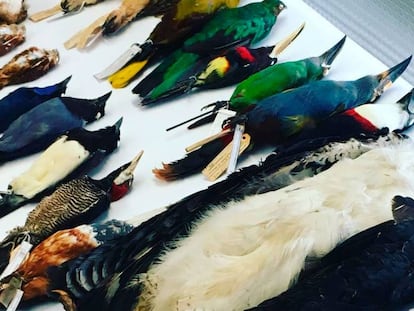 Diversidad biológica de aves en la Biblioteca de la Vida.