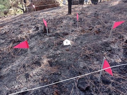 Agentes del Seprona colocan banderines rojos, testigos amarillos y cuerdas para delimitar las pruebas de un incendio. 