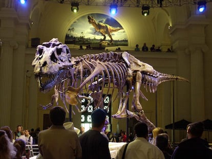 Sue, el 'Tyrannosaurus Rex' más completo jamás encontrado, en el Field Museum de Chicago, en el Estado de Illinois.