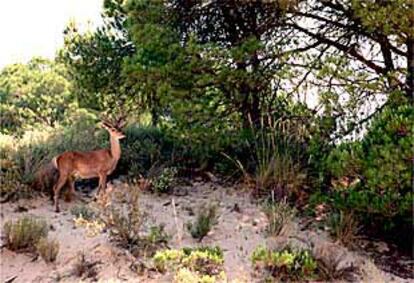 Un ciervo en el Parque Nacional de Doñana, el pasado martes 29, antes del tránsito rociero.