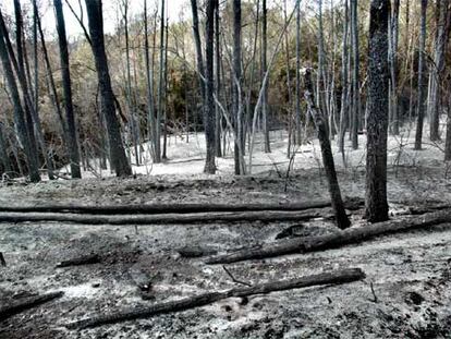 Bosque calcinado en Navata.