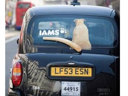 IAMS