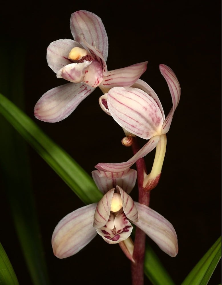 Muchos cimbidios chinos tienen flores aromáticas, como 'Cymbidium ensifolium'.