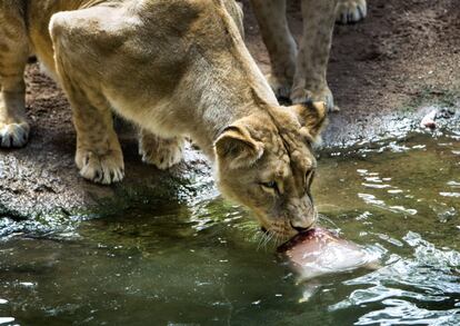 En un primer momento los leones vacilan, hasta que siguen el rastro de la carne dentro del bloque helado.