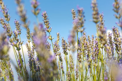 Lavanda
STANPA
23/06/2023