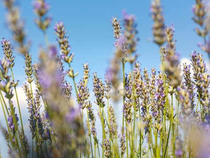 Lavanda
STANPA
23/06/2023