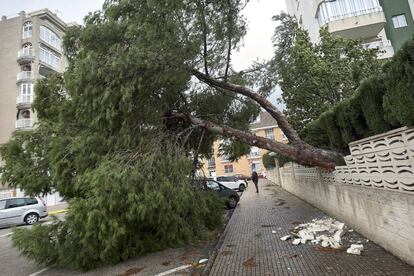 Un pino de una urbanización de la localidad de valenciana de Gandía derribado por el fuerte temporal de lluvia y viento que afecta a la Comunidad Valenciana, el 19 de diciembre de 2016.