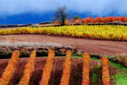 Vineyards in Cordovín, in La Rioja.